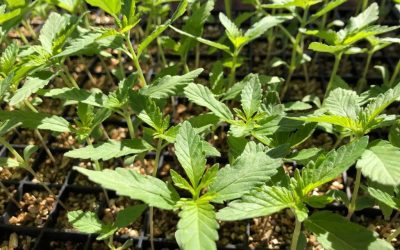 HIA: Higher THC limit a ‘prerequisite’ for hemp industry stability